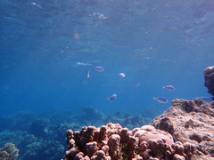 Chromis atripectoralis