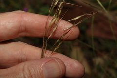 Chrysopogon sylvaticus