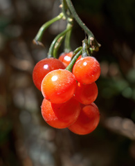 Solanum appendiculatum