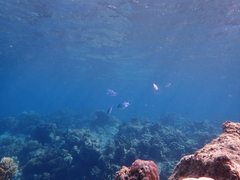 Chromis atripectoralis