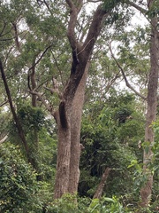 Eucalyptus botryoides