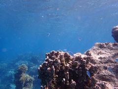 Chromis atripectoralis