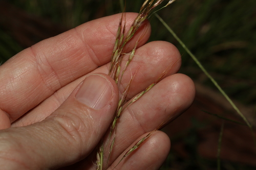 Image of Chrysopogon sylvaticus by (c) Greg Tasney, some rights reserved (CC BY-SA)