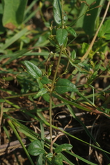 Boerhavia glabrata