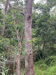 Eucalyptus botryoides