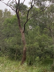 Eucalyptus botryoides