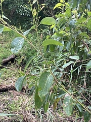 Eucalyptus botryoides