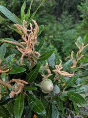 Notholithocarpus densiflorus echinoides