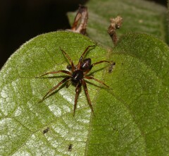 Battalus