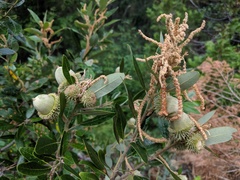 Notholithocarpus densiflorus echinoides
