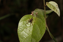 Battalus
