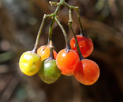 Solanum appendiculatum