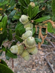 Notholithocarpus densiflorus echinoides