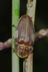 Aspisoma ignitum