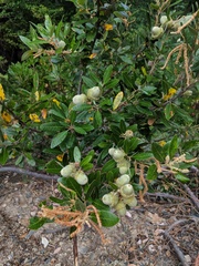 Notholithocarpus densiflorus echinoides
