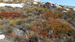 Protea witzenbergiana