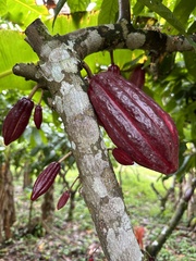 Theobroma cacao image