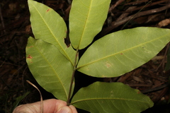Flindersia bennettii
