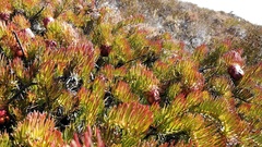 Protea witzenbergiana