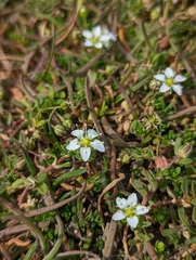 Arenaria serpens