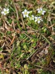 Arenaria serpens