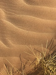 Meroles cuneirostris
