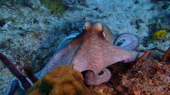 Octopus americanus
