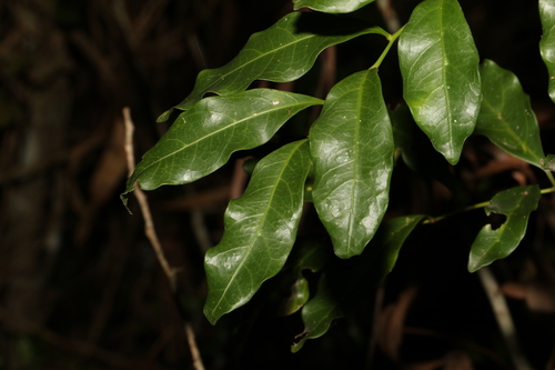 Image of Toechima tenax by (c) Greg Tasney, some rights reserved (CC BY-SA)
