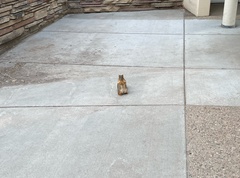 Sciurus niger