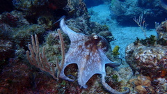 Octopus americanus