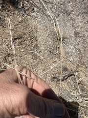 Aristida ternipes