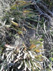 Protea laevis