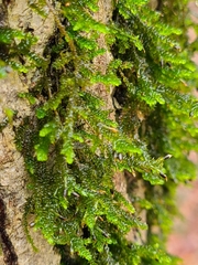 Forsstroemia trichomitria