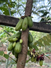 Averrhoa bilimbi