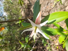 Pelliciera rhizophorae