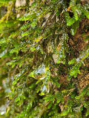 Forsstroemia trichomitria