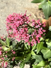 Centranthus ruber