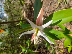 Pelliciera rhizophorae