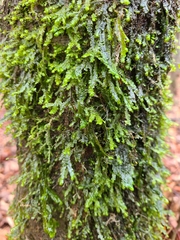 Forsstroemia trichomitria