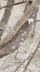 Hyperphyscia syncolla