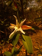 Pelliciera rhizophorae