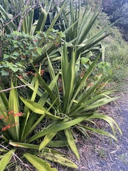 Doryanthes excelsa