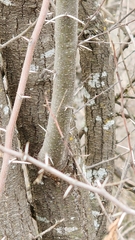 Hyperphyscia syncolla