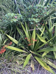 Doryanthes excelsa