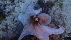 Octopus americanus