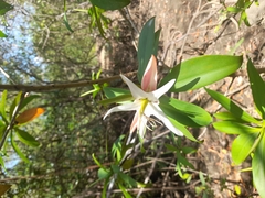 Pelliciera rhizophorae