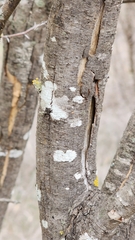 Hyperphyscia syncolla