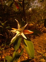 Pelliciera rhizophorae