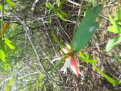 Pelliciera rhizophorae