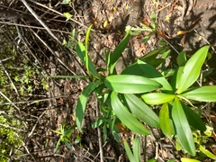 Pelliciera rhizophorae
